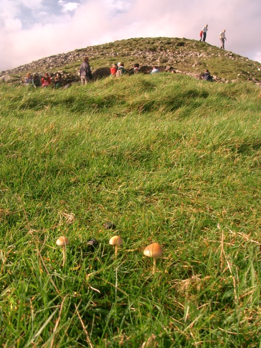 Entrance, Cairn T, Loughcrew with some autumnal psilocybe semilanceata (Liberty Caps) in foreground. I'm saying nothing. (Image: Author)